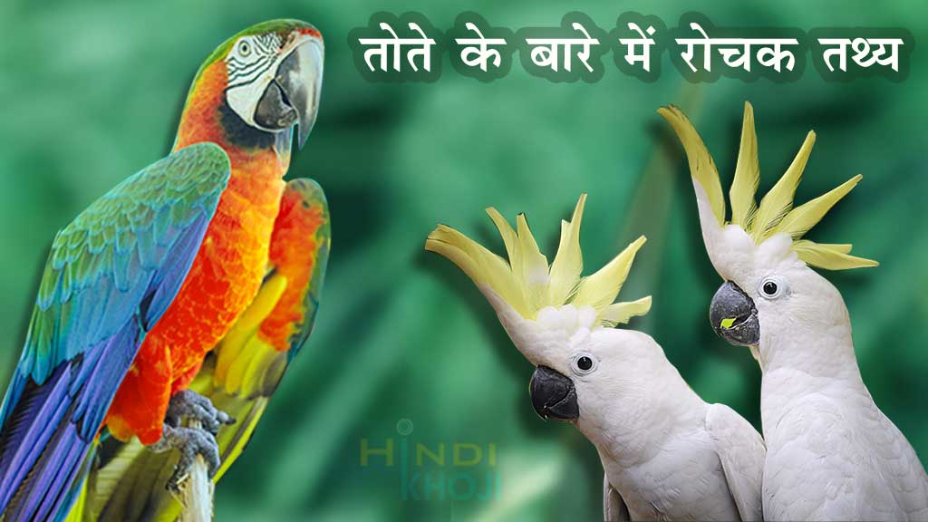 About Parrot In Hindi In Points