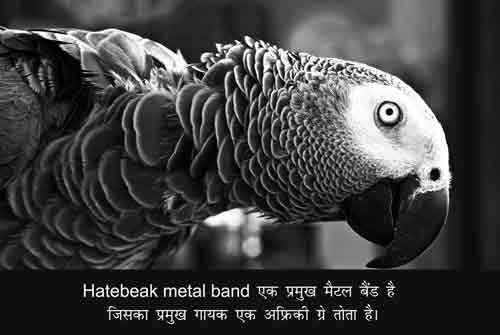Amazing facts about Parrot in Hindi