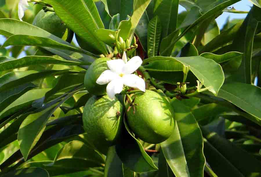 World's Most Dangerous Tree- Cerbera Odollum