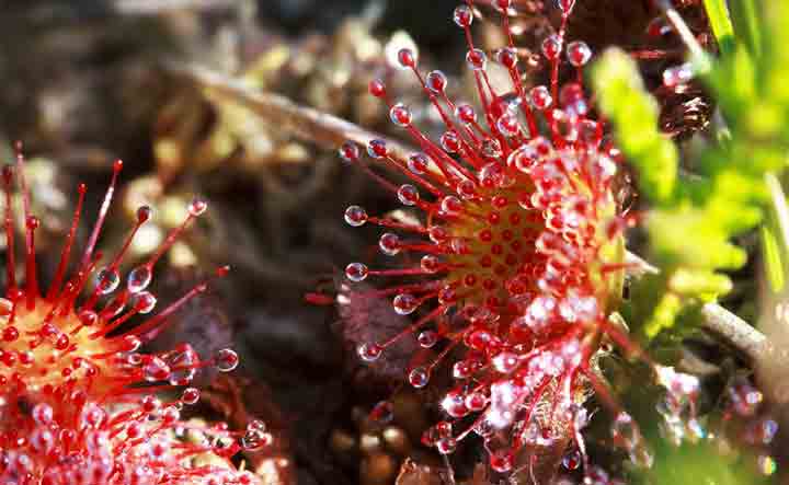 Insectivorous plants in Hindi (Sundew Plant)