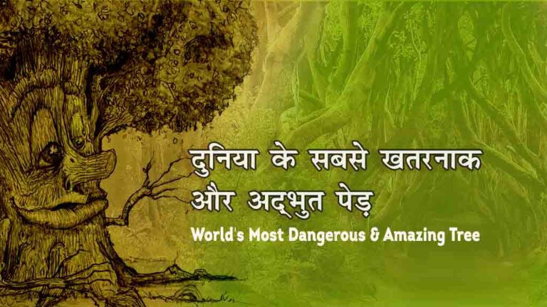 Most-Dangerous-Tree-in-the-world-in-hindi
