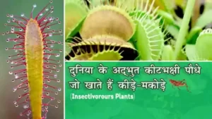 insectivorous-plants-in-hindi