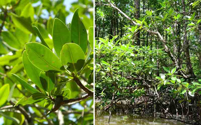 World's Most Dangerous Tree in Hindi|  दुधिया मंगरोल (milky-mangrove) 