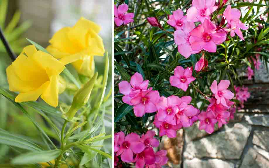 Oleander Tree | World's Most Dangerous Tree