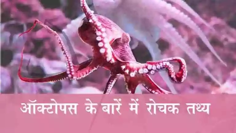 Facts-about-Octopus-in-hindi