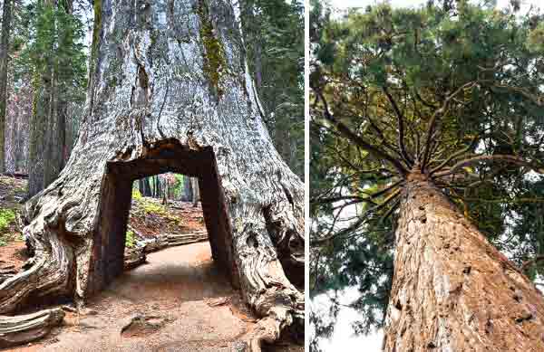 World Most Amazing Tree hindi - The Great Sequoia