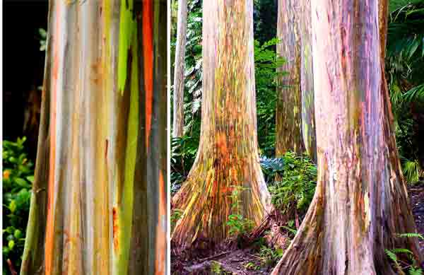 World Most Amazing Tree hindi - Rainbow Eucalyptus