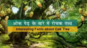 Facts about Oak Tree in hindi info