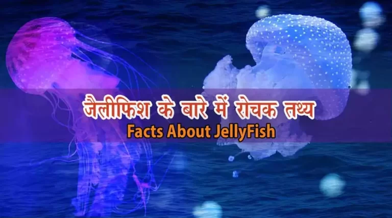 Jellyfish-in-hindi