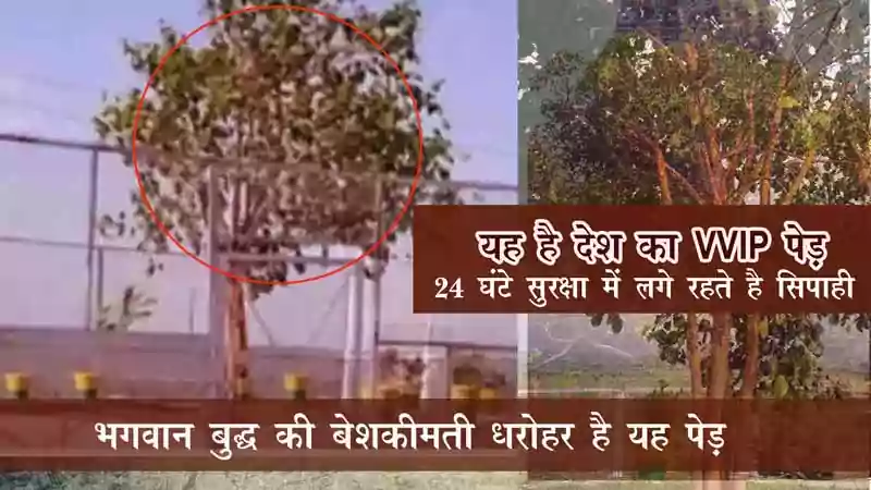 India VVIP Tree in hindi- बोधिवृक्ष मध्यप्रदेश