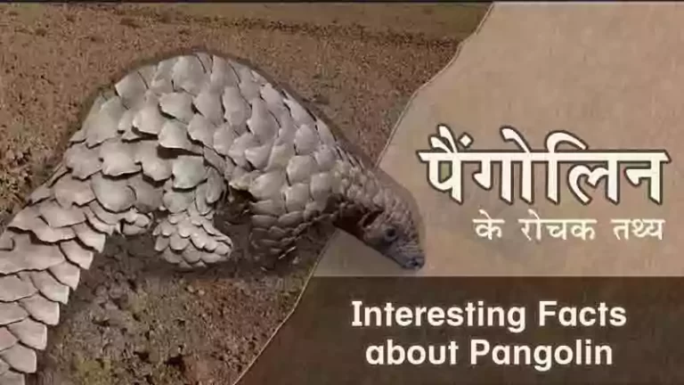 Facts-about-Pangoline-in-hindi