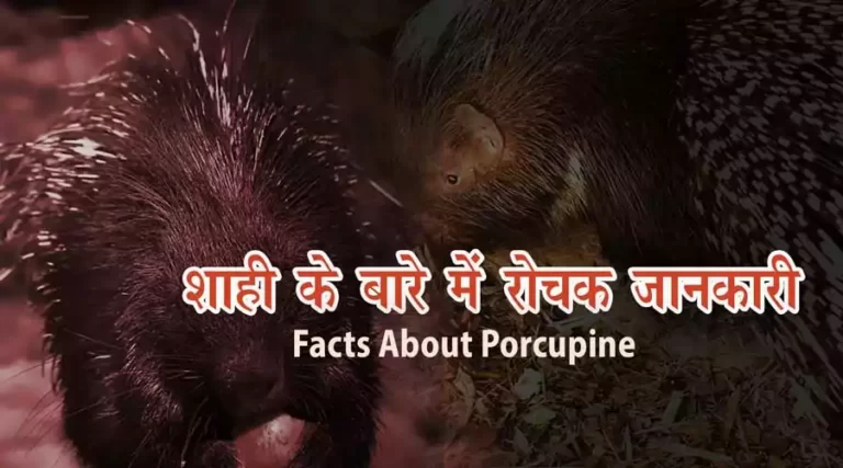 साही जानवर-Facts-about-porcupine-in-hindi