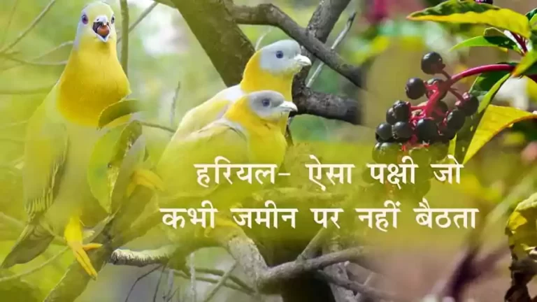 हरियल पक्षी | Facts about Green pigeon hindi