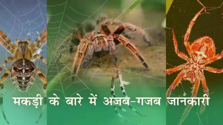 Facts-about-Spider-Facts-in-hindi
