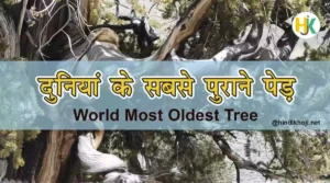 world-oldest-tree-in-hindi
