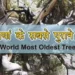 चिली में मिला दुनियां का सबसे पुराना पेड़ | World Oldest Tree in hindi