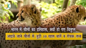 History-of-cheetah-in-India-&-amazing-facts-of-cheetah-in-hindi