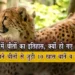 भारत से चीते क्यों हो गए विलुप्त? जानिए भारत में चीतों का इतिहास और चीतों से जुड़े मजेदार रोचक तथ्य | History of cheetah in India & amazing facts of cheetah in hindi