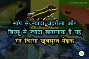 World-most-Dangerous-Poison-Frogs-in-hindi