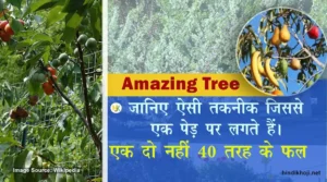 Amazing-Facts-about-Tree-of-40